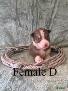 Border Collie dogs Female D - Ad 10