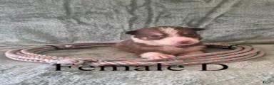 Female D