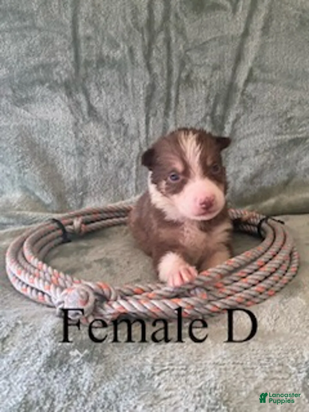 Border Collie dogs for sale: Female D - Ad 1