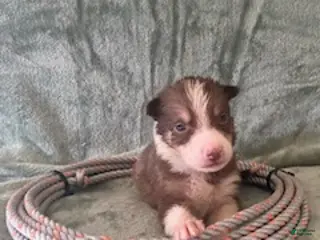 Border Collie dogs Female D - Ad 6