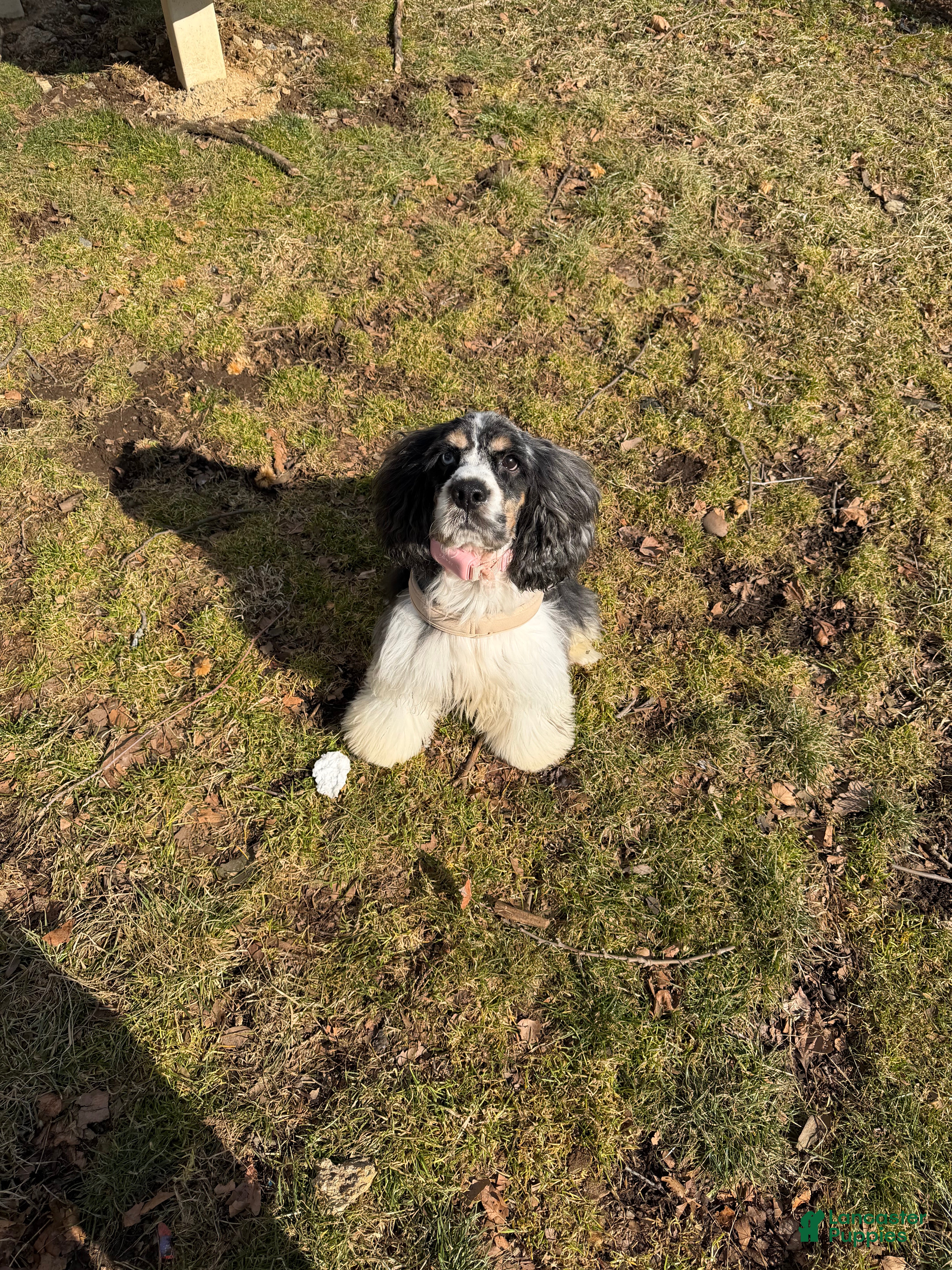 English Cocker Spaniel dogs English Cocker Spaniel Puppy 1 - Ad 6