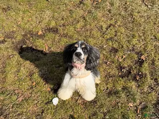 English Cocker Spaniel dogs English Cocker Spaniel Puppy 1 - Ad 6