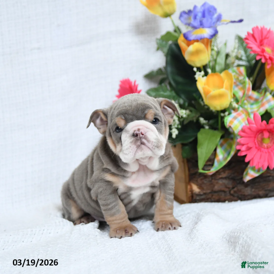 English Bulldog dogs for sale: Zelda - Ad 1