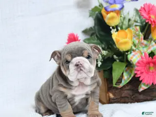 English Bulldog dogs for sale: Zelda - Ad 2