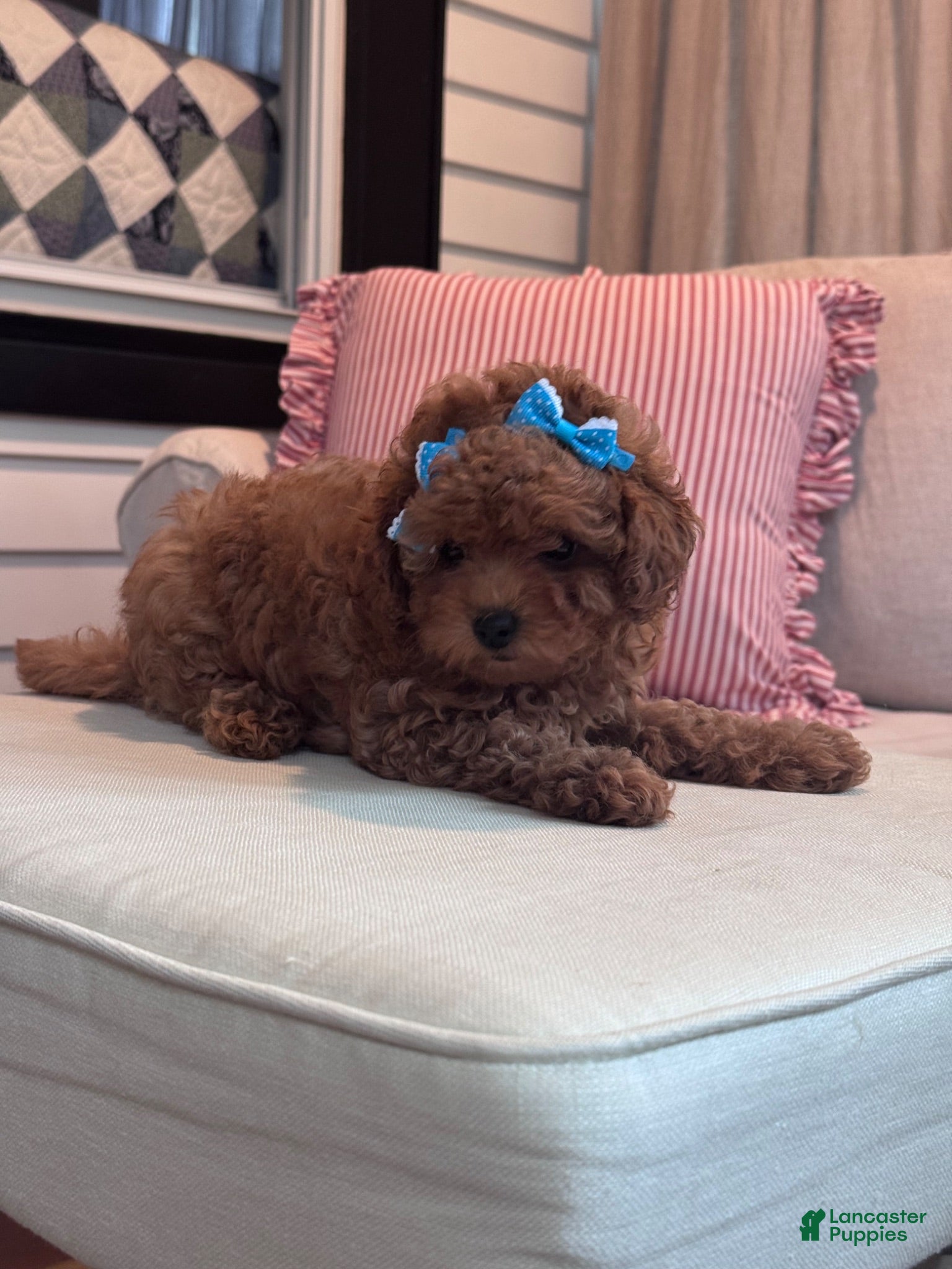 Maltipoo dogs Maltipoo 1 - Ad 2