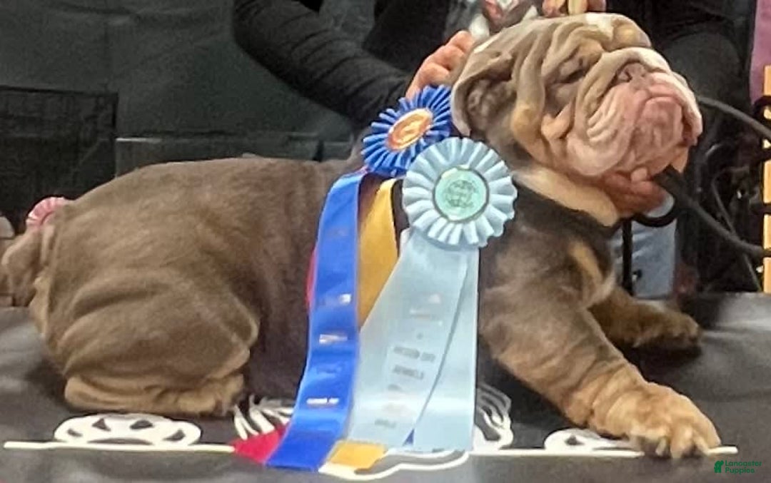 English Bulldog dogs for stud: Rocco  - Ad 1