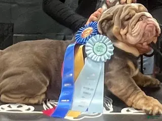 English Bulldog dogs Rocco - Ad 1