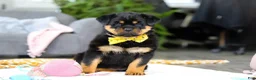 Rottweiler dogs for sale: Storm - Ad 6