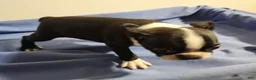 Boston Terrier dogs for sale: Girl - Ad 3