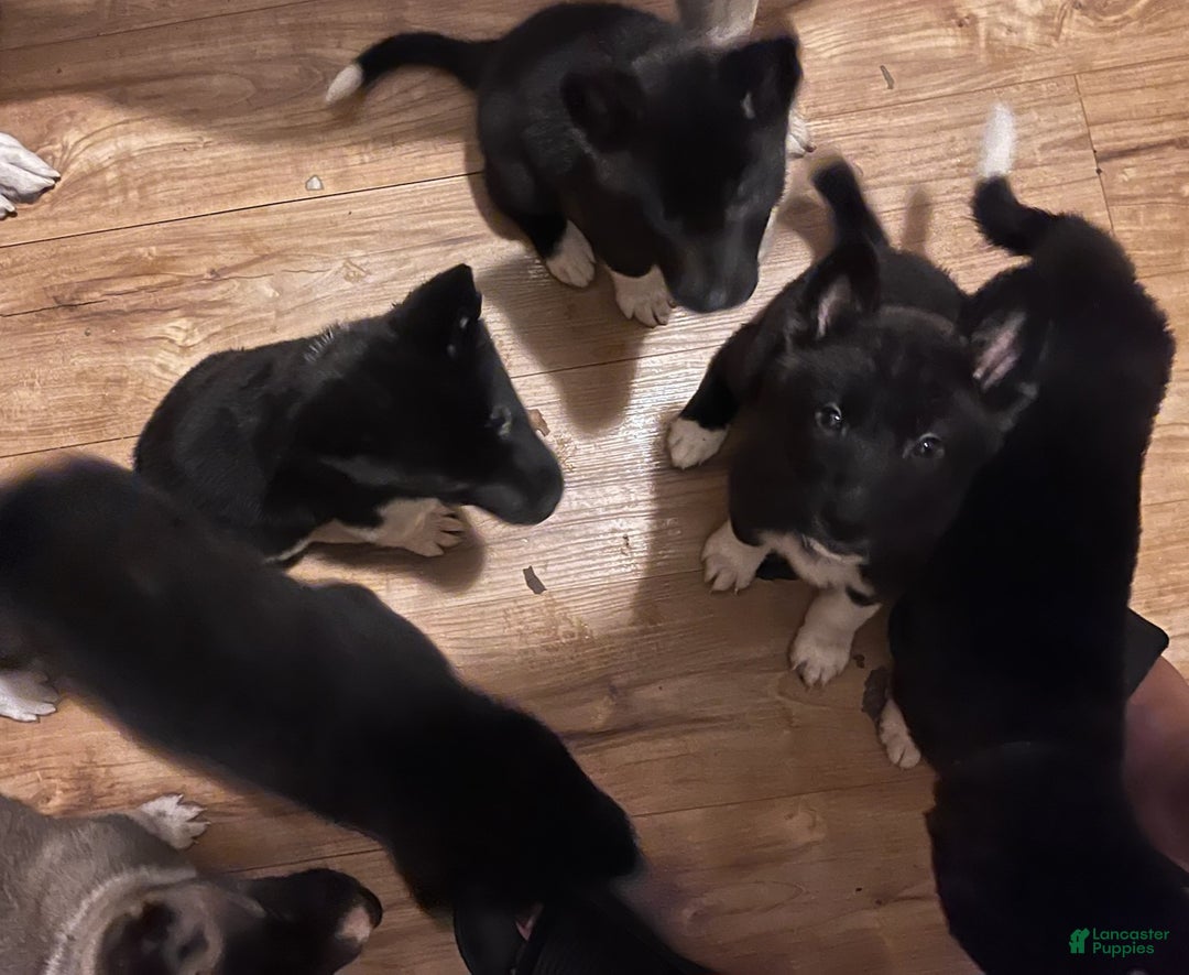 Akita dogs for sale: Akita Puppy 1 - Ad 13