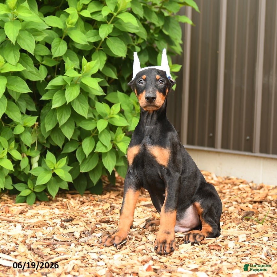 Doberman Pinscher dogs Dash - Ad 1