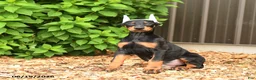 Doberman Pinscher dogs for sale: Dash - Ad 1