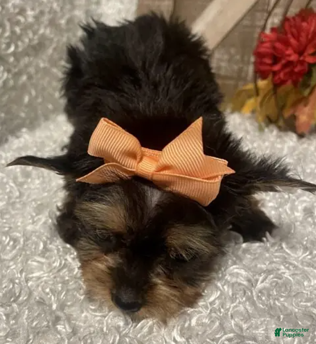 Yorkshire Terrier dogs for sale: Barbie - Ad 2