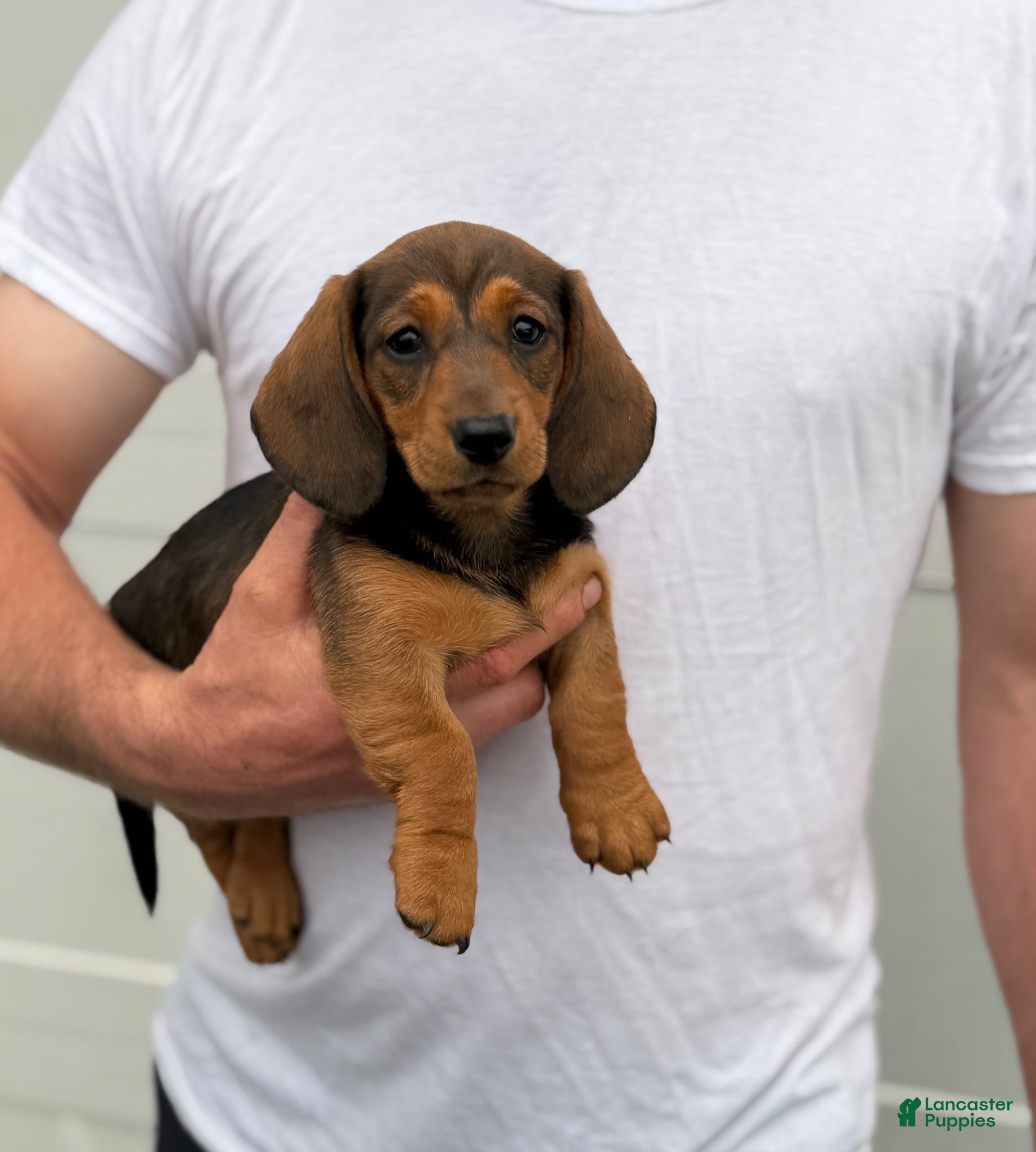 Dachshund dogs Starburst - Ad 10