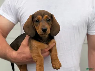 Dachshund dogs Starburst - Ad 10
