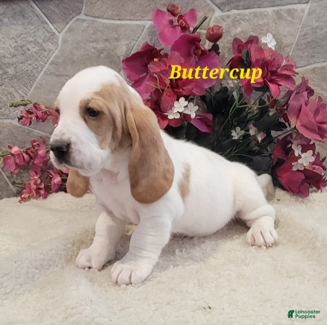 Basset Hound dogs for sale: Buttercup - Ad 3
