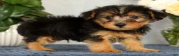 Yorkiepoo dogs for sale: Mitch - Ad 3