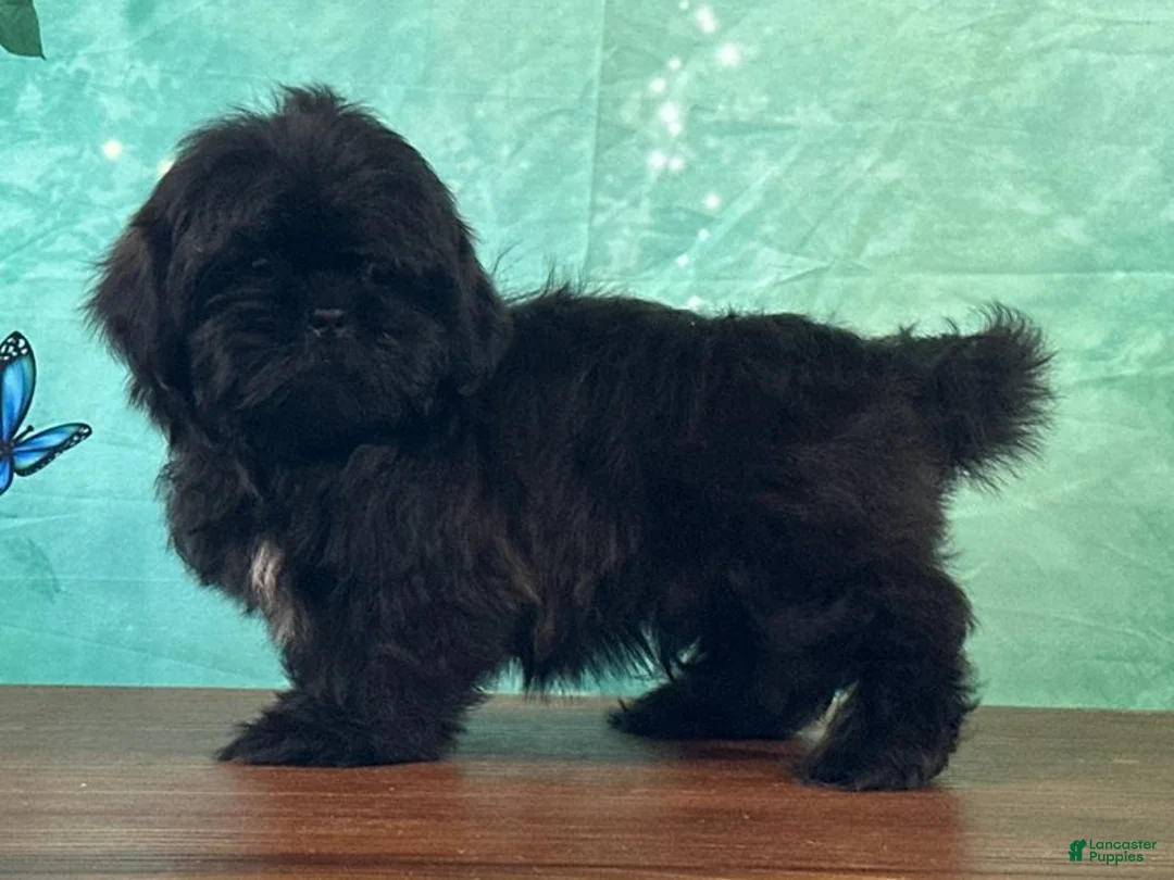 Shih Tzu dogs for sale: Vader - Ad 3