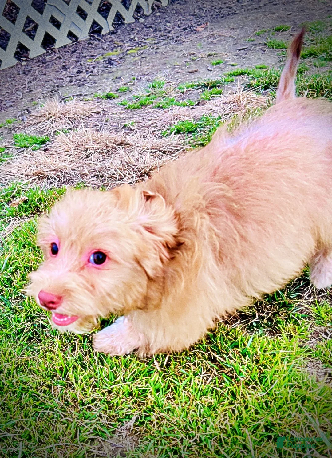 Havapoo dogs for sale: Scout - Ad 15