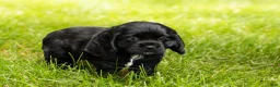 Cocker Spaniel dogs for sale: Inky  - Ad 4