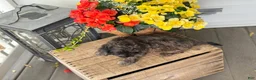 Mixed Breed dogs for sale: Quincey - Ad 7