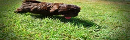Havapoo dogs for sale: Jolene-LABOR DAY SALE-TAKE $100 OFF!!! - Ad 15