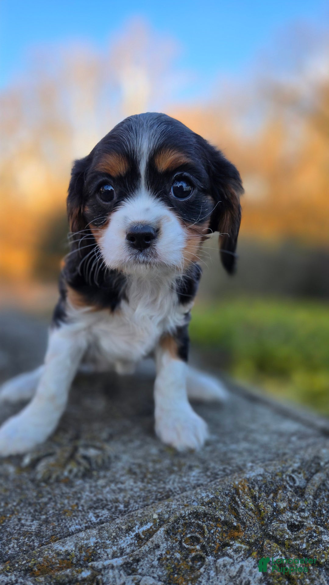 Cavalier King Charles Spaniel dogs for sale: Vicky - Ad 4