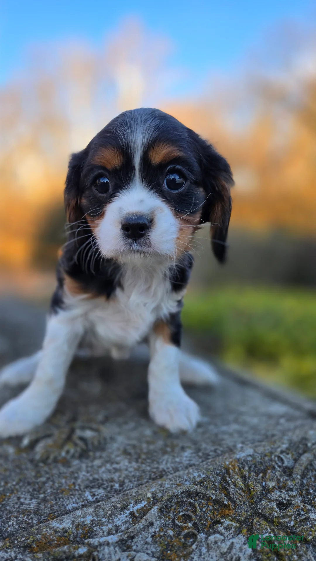 Cavalier King Charles Spaniel dogs for sale: Vicky - Ad 4
