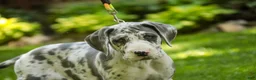 Great Dane dogs for sale: Stella - Ad 4