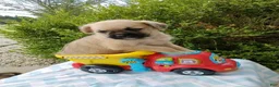 Pug dogs for sale: KEN  - Ad 2