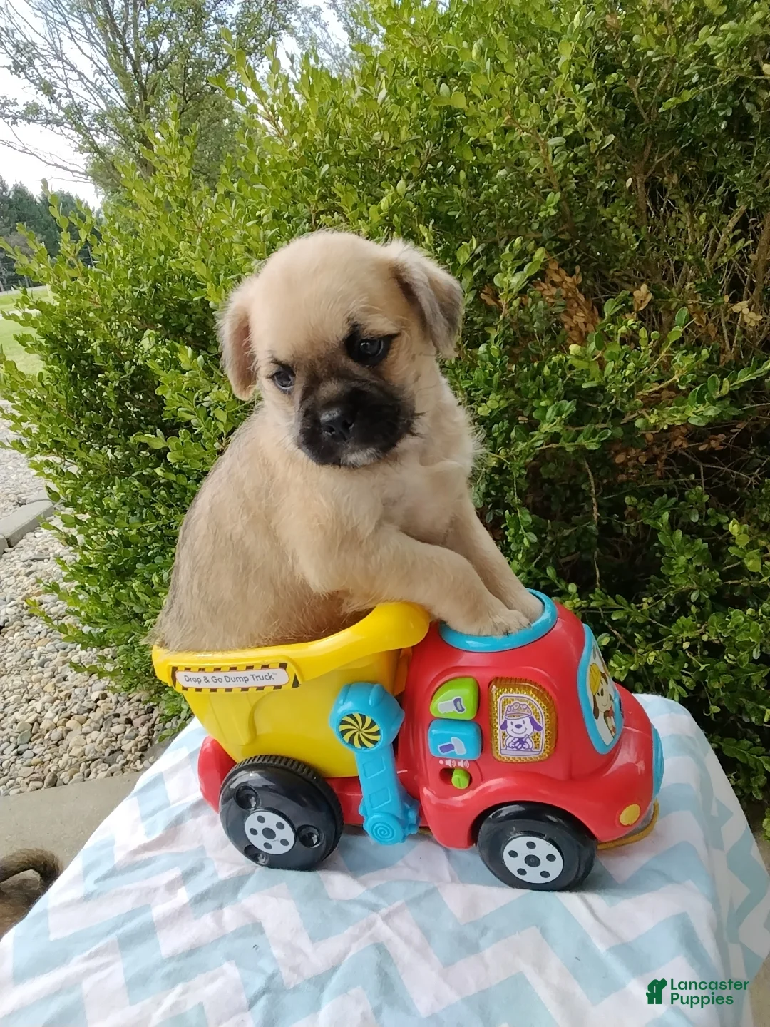 Pug dogs for sale: KEN  - Ad 2