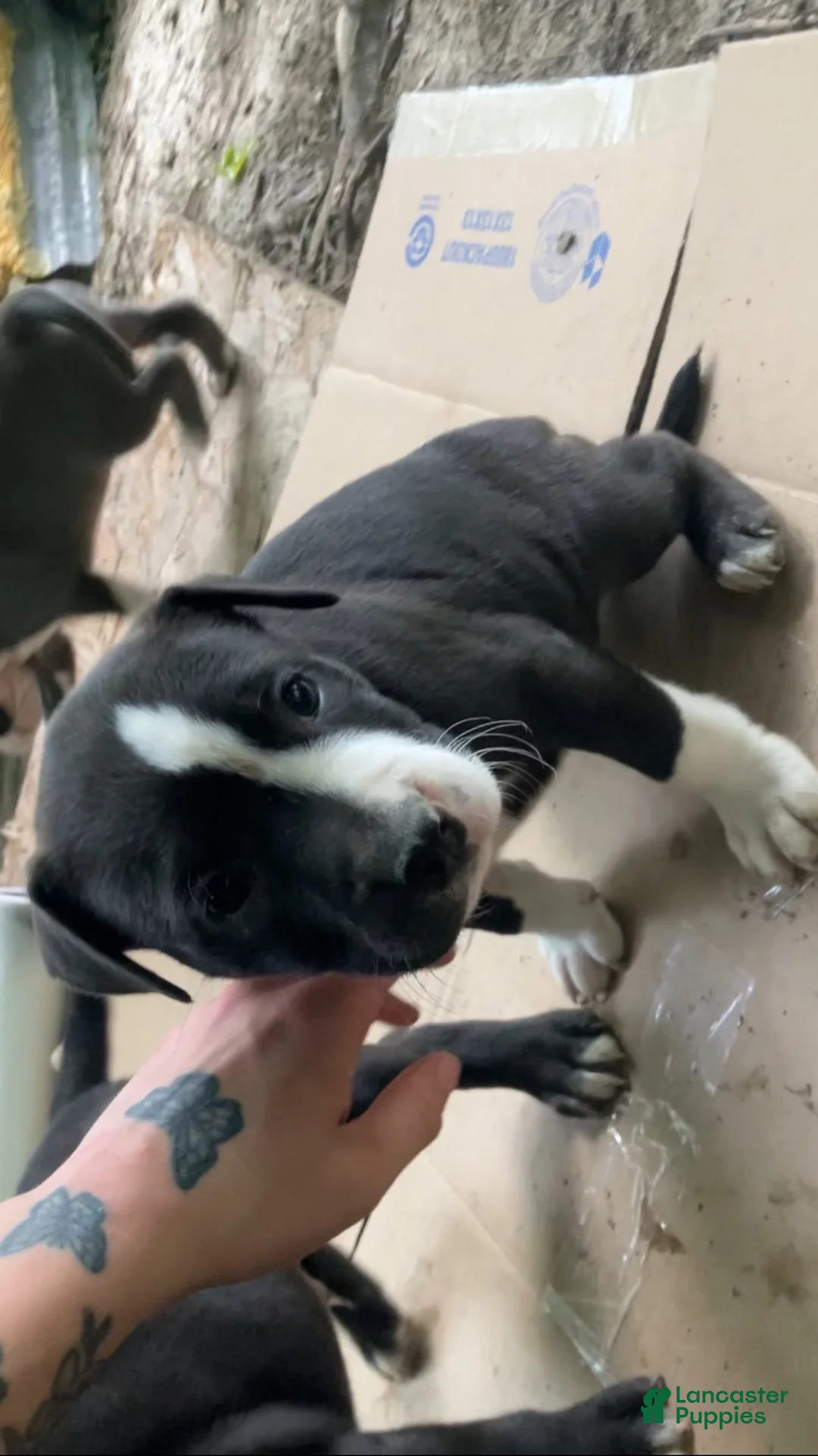 American Pit Bull Terrier dogs for sale: American Pit Bull Terrier 5 - Ad 2