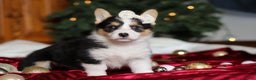 Welsh Corgi Pembroke dogs for sale: Angel - Ad 5