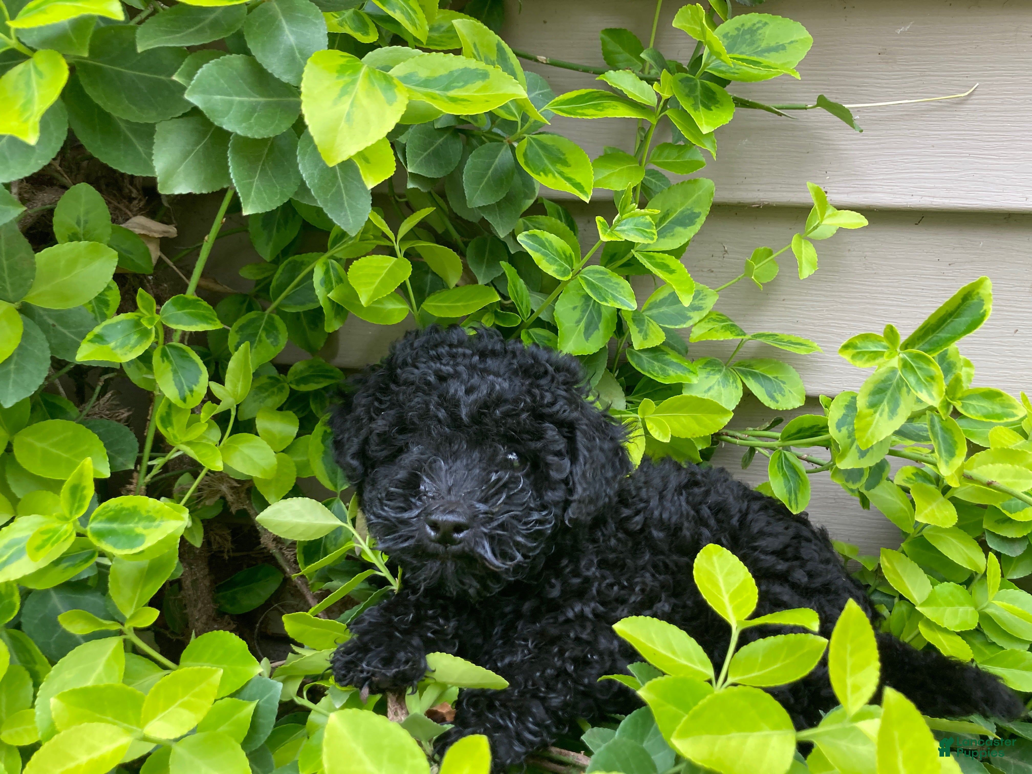 Miniature Poodle dogs Shanea - Ad 1