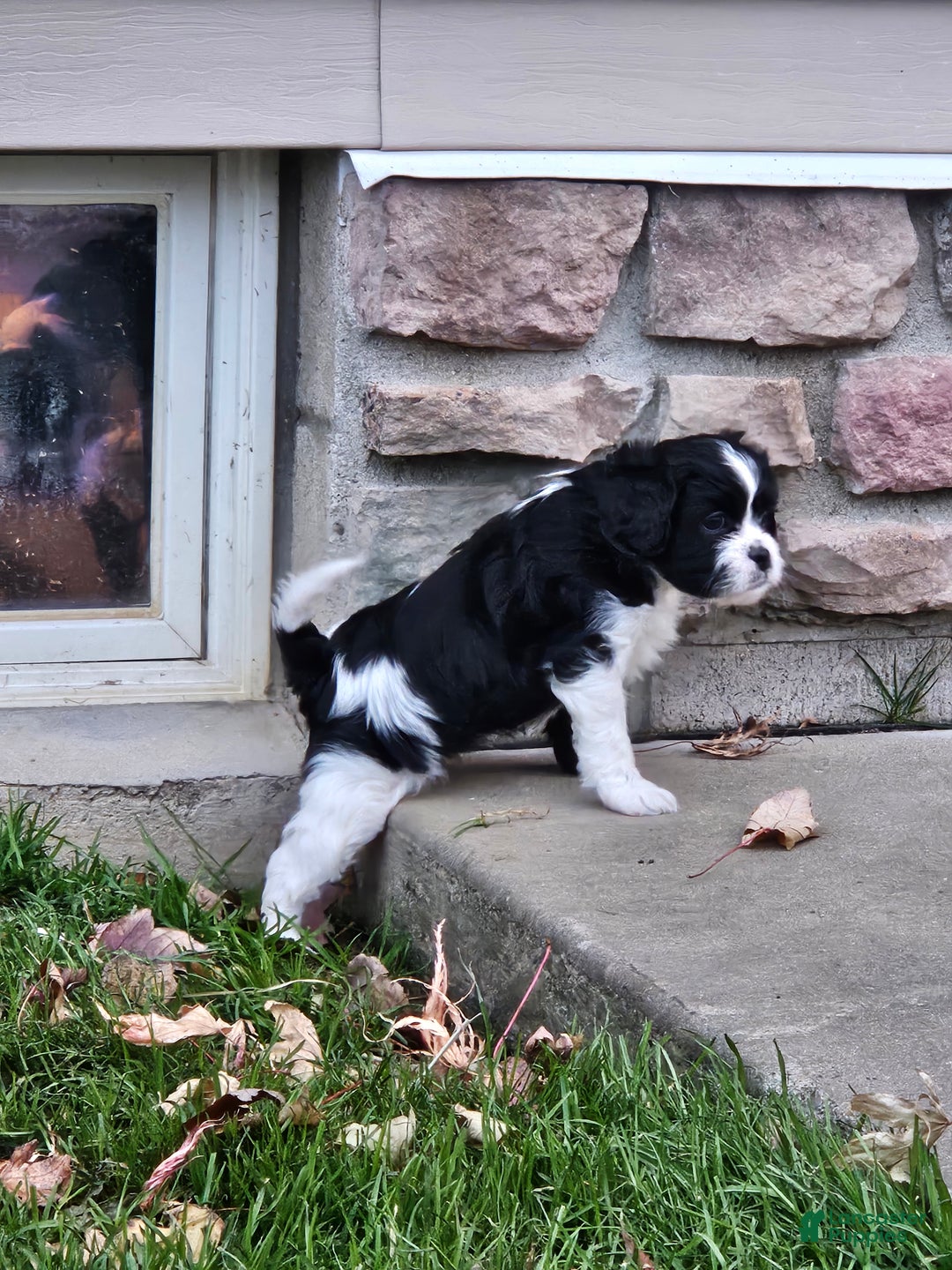 Mixed Breed dogs for sale: Cookie - Ad 4