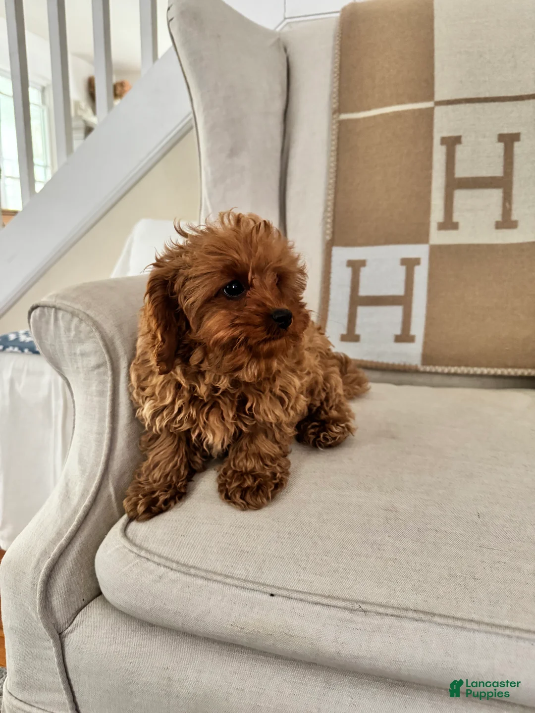 Cavapoo dogs for sale: Cami - Ad 3