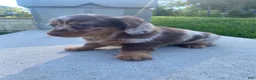Miniature Dachshund dogs for sale: Ellie - Ad 5