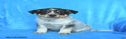 Australian Cattle Dog dogs for sale: Tom  - Ad 3