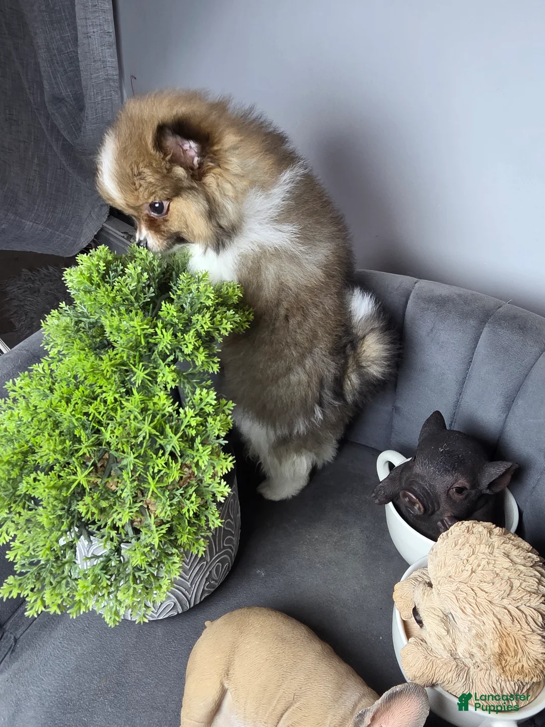 Pomeranian dogs for sale: Pomeranian Puppy 1 - Ad 2