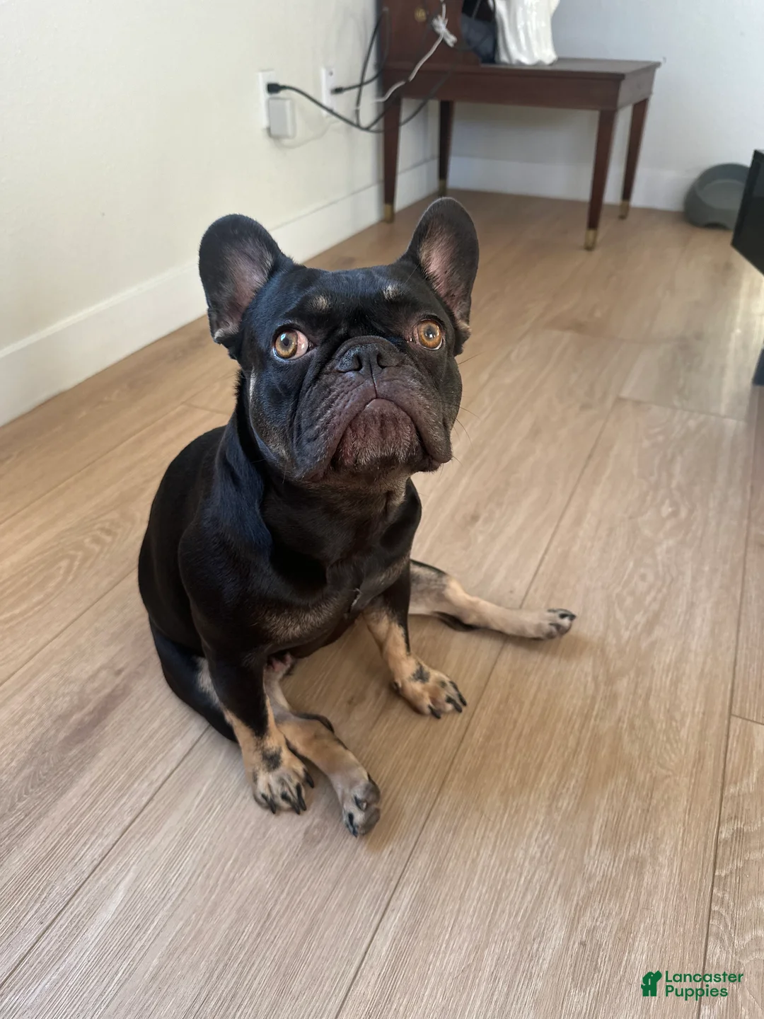 Gallery Image {{count}}