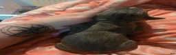 Cane Corso dogs for sale: Gray Male Brindle 3 - Ad 3