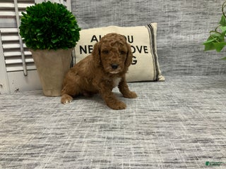 Miniature Poodle dogs - Ad 6