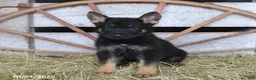 German Shepherd dogs for sale: Dora - Ad 3