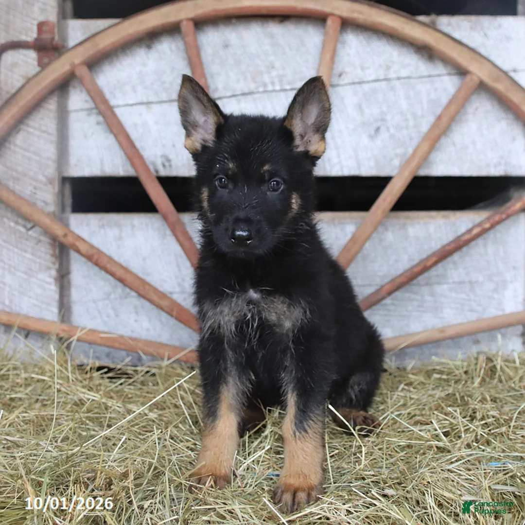 German Shepherd dogs for sale: Dora - Ad 3