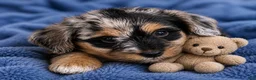 Bernedoodle dogs for sale: Pluto - Ad 6