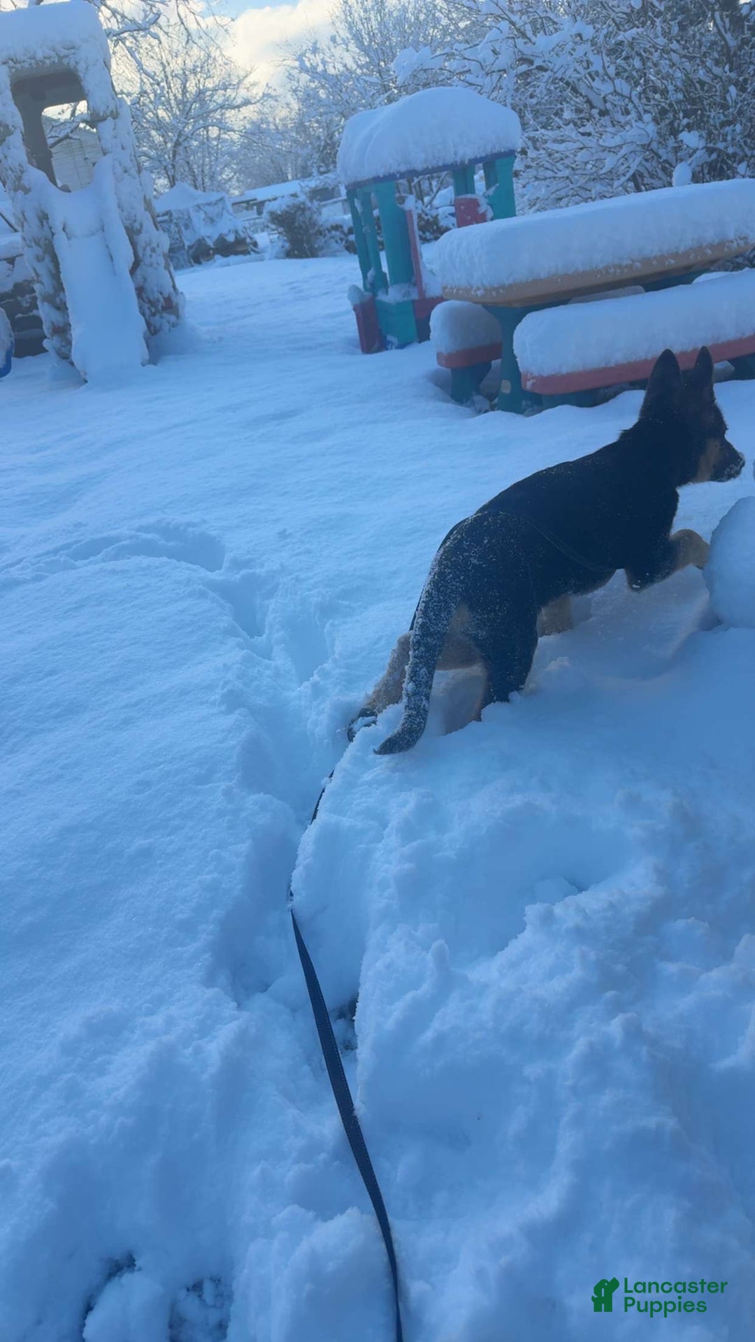 German Shepherd dogs for sale: German Shepherd puppy  - Ad 8