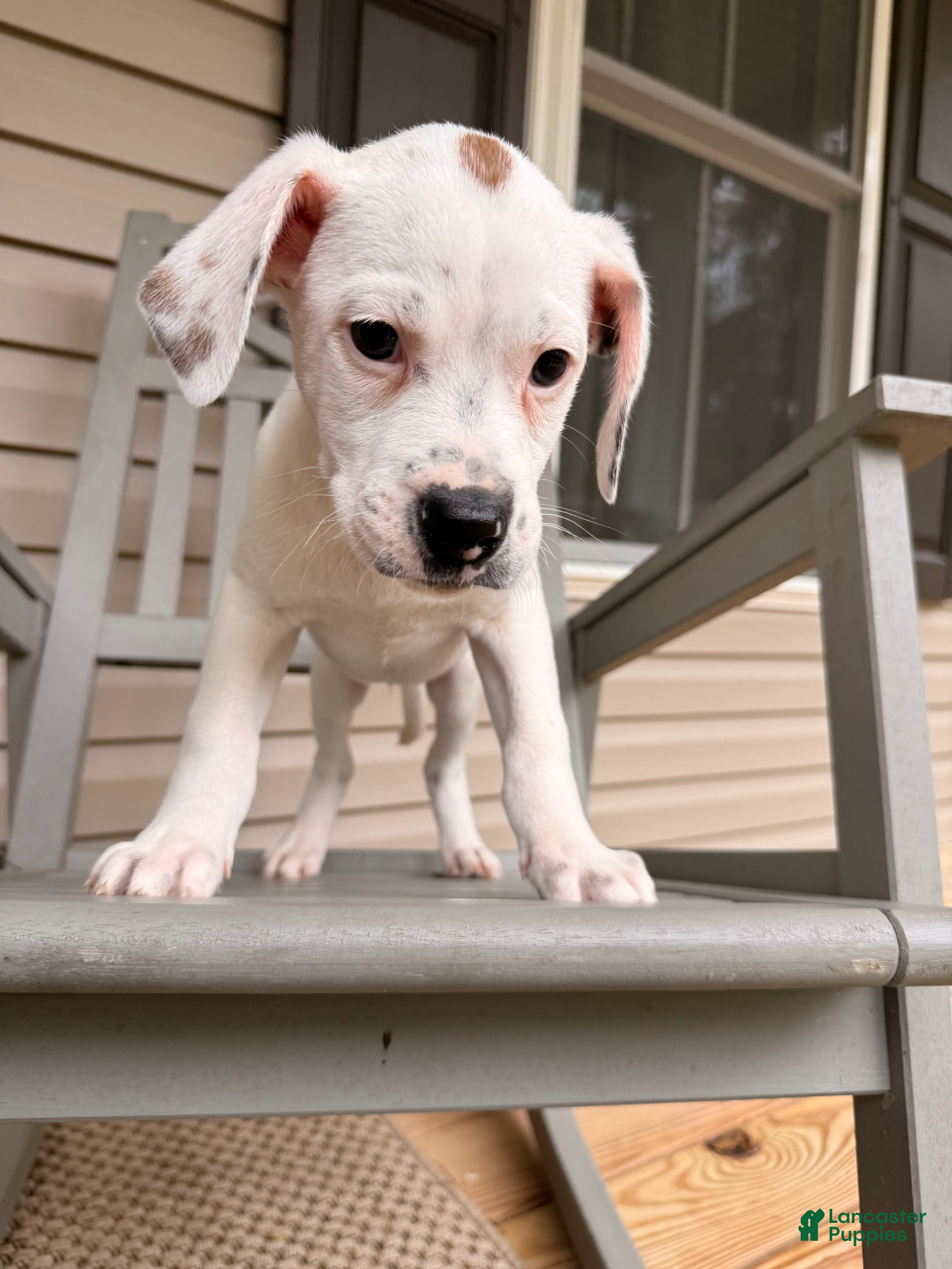 Mixed Breed dogs Neo - Ad 1