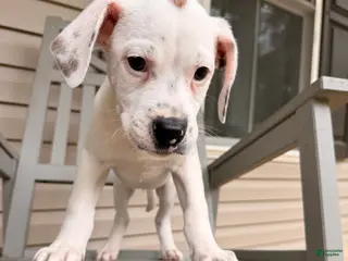 Mixed Breed dogs Neo - Ad 1