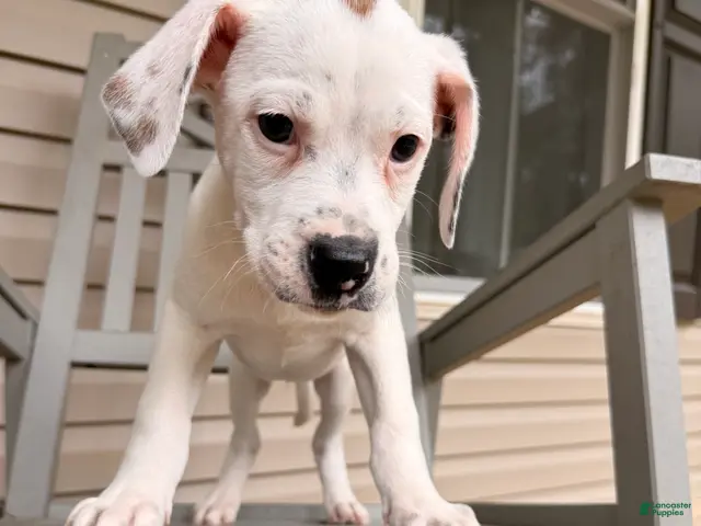 Mixed Breed dogs Neo - Ad 1