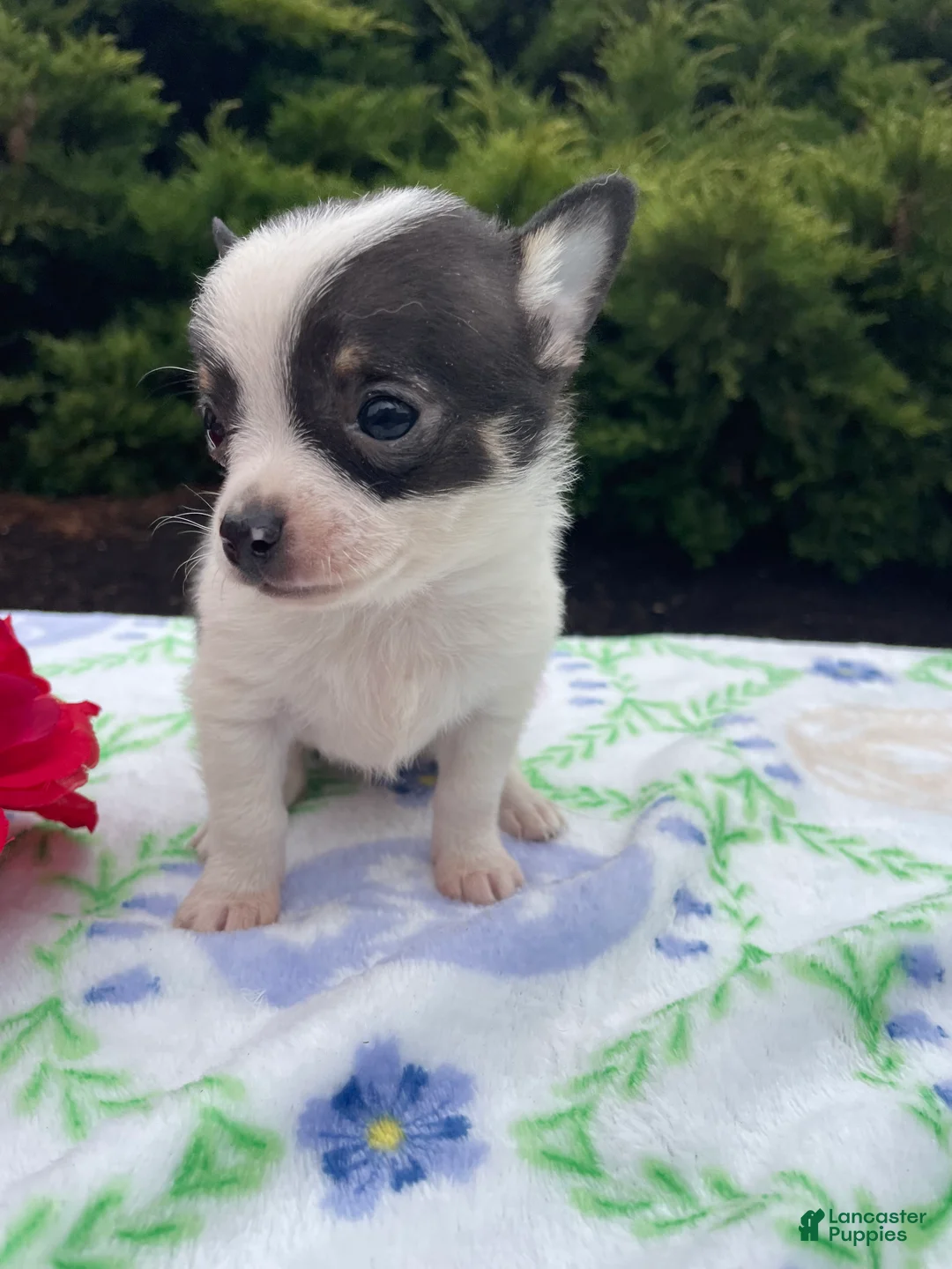 Chihuahua dogs for sale: Taco - Ad 2